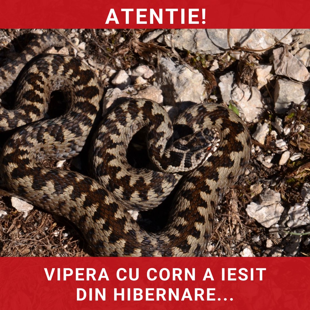 Atenție, turiști! Vipera cu corn a ieșit din hibernare și poate fi periculoasă