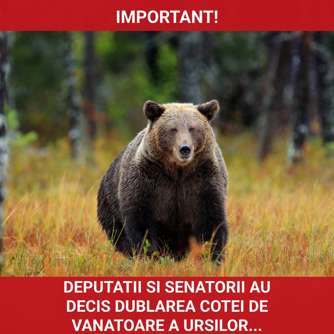Deputații și senatorii au decis dublarea cotei de vânătoare a urșilor bruni în România