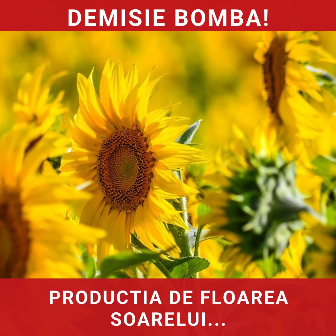 Producția de floarea soarelui din România atinge noi culmi în 2026