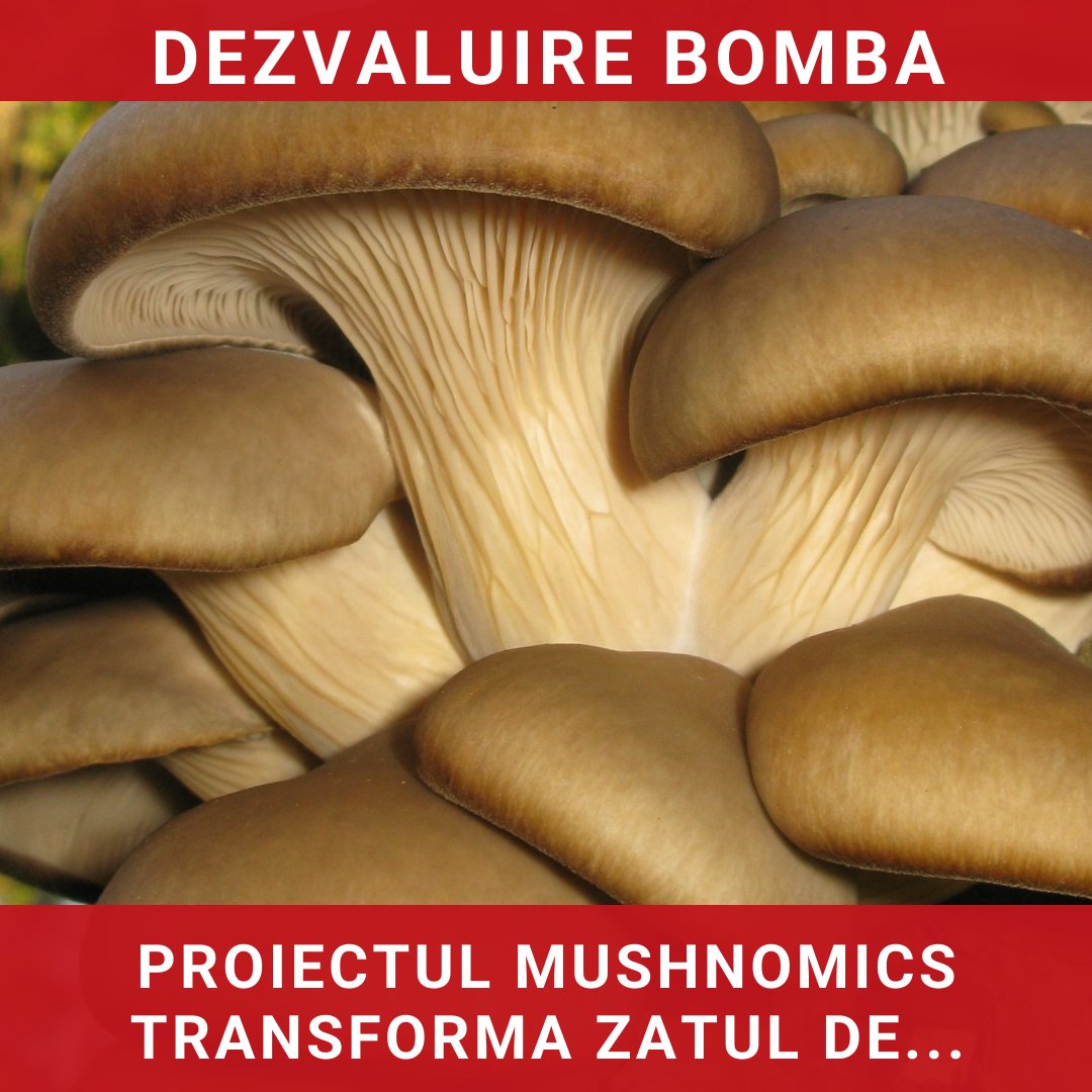 Proiectul Mushnomics: Transformarea zațului de cafea în ciuperci prin inteligență artificială