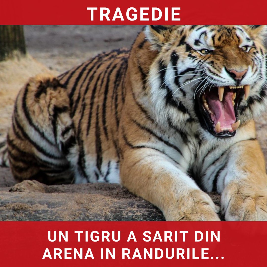 Un tigru a sărit din arenă în rândurile spectatorilor în timpul unui spectacol de circ în Rusia